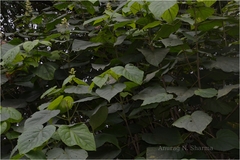 Clerodendrum viscosum